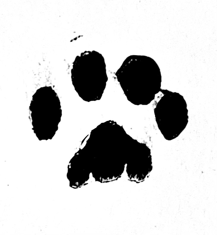 cat paw